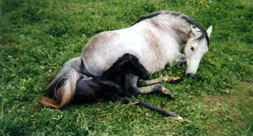 ARABE BARBE (POULICHE)